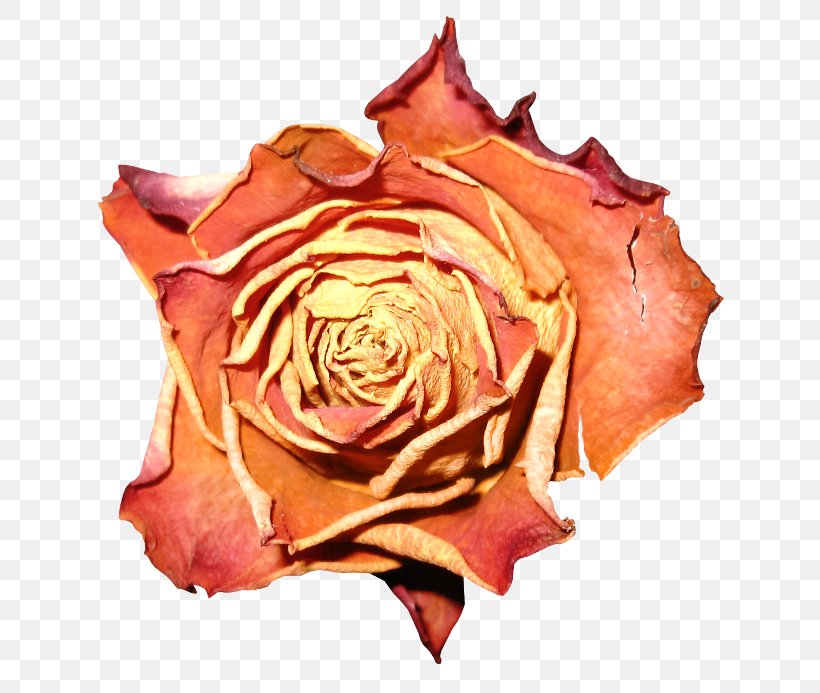 Garden Roses Cabbage Rose Petal Flower Clip Art, PNG, 650x693px, Watercolor, Cartoon, Flower, Frame, Heart Download Free