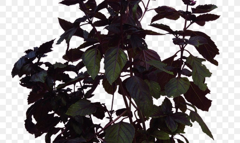 Image, PNG, 800x491px, Plants, Branch, Herb, Houseplant, Leaf Download Free