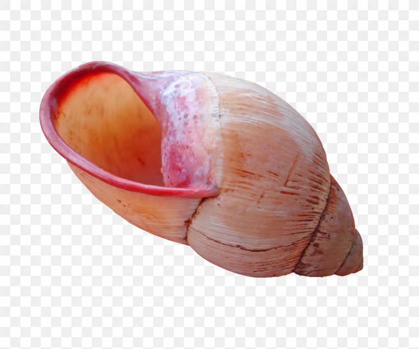 Seashell Molluscs Mollusc Shell Nautilidae Snail, PNG, 1024x853px, Seashell, Daniela Di Gennaro Creations, Exoskeleton, Finger, Mollusc Shell Download Free