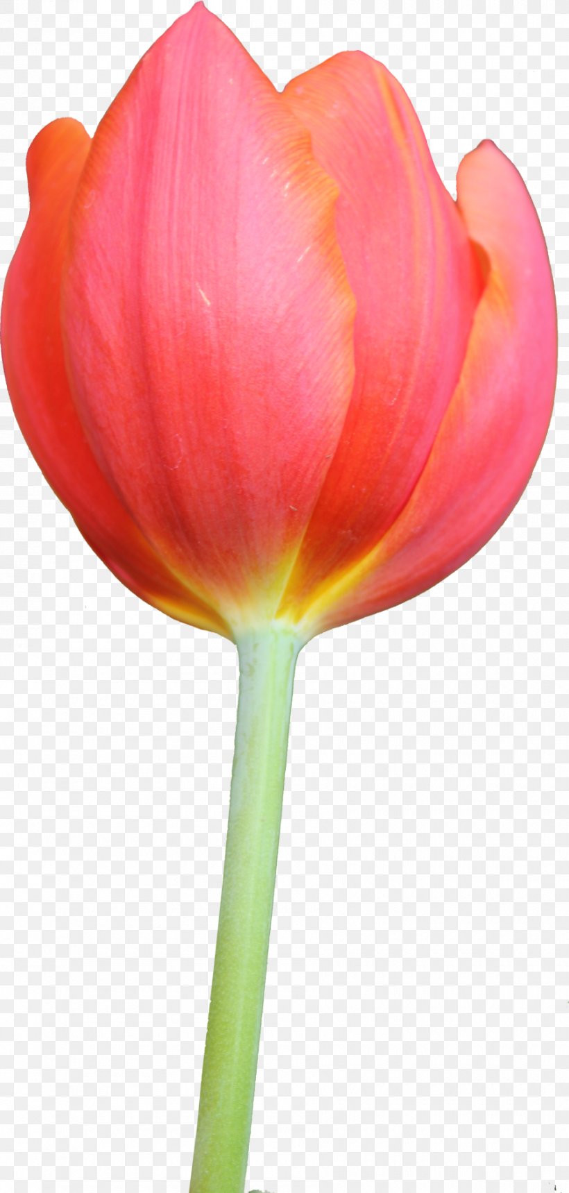 Tulip Clip Art, PNG, 900x1887px, Tulip, Cut Flowers, Display Resolution, Flower, Flower Bouquet Download Free