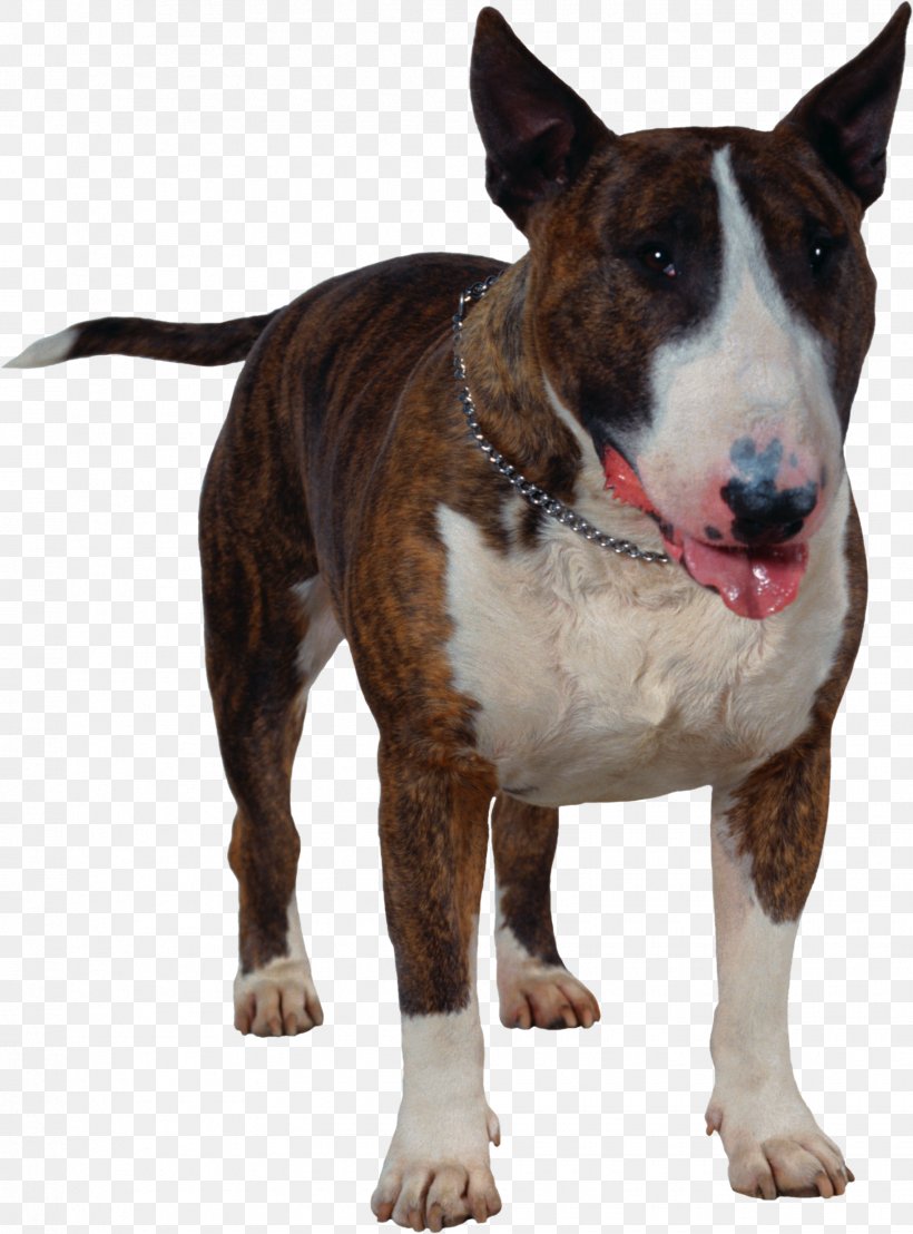 Bull Terrier Clip Art, PNG, 1825x2466px, Bull Terrier, American Pit Bull Terrier, Archive File, Bull And Terrier, Bull Terrier Miniature Download Free