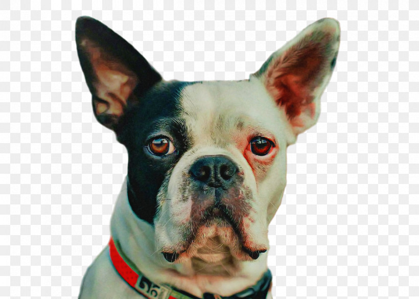 Bulldog, PNG, 1200x857px, Boston Terrier, Breed, Bulldog, Collar, Companion Dog Download Free