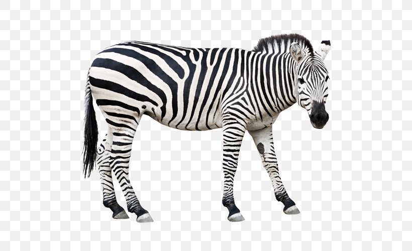 Horse Zebra Clip Art, PNG, 500x500px, Boston, American Well, Barcode, Black And White, Business Download Free