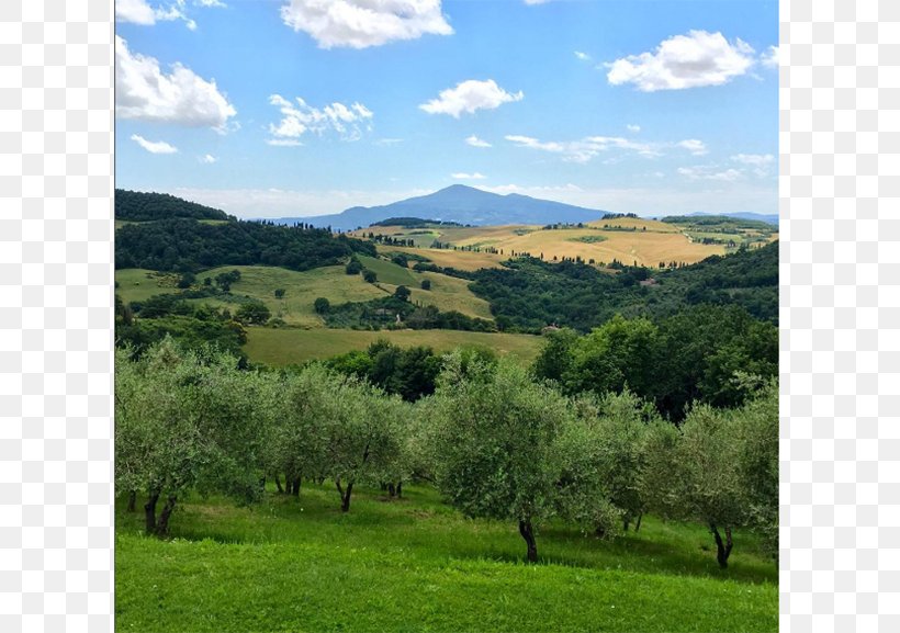 Montepulciano Biome Vegetation Grassland Mount Scenery, PNG, 770x577px, Montepulciano, Autumn, Biome, Ecoregion, Ecosystem Download Free