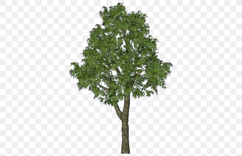 Nikon D80 Tree FurniFlor Oak, PNG, 750x527px, 3d Modeling, Nikon D80, Bay Laurel, Box, Branch Download Free