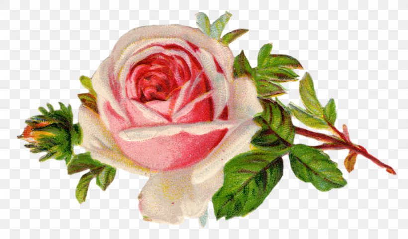 Rose Free Content Clip Art, PNG, 1024x601px, Rose, Blog, Blue Rose, Color, Cut Flowers Download Free