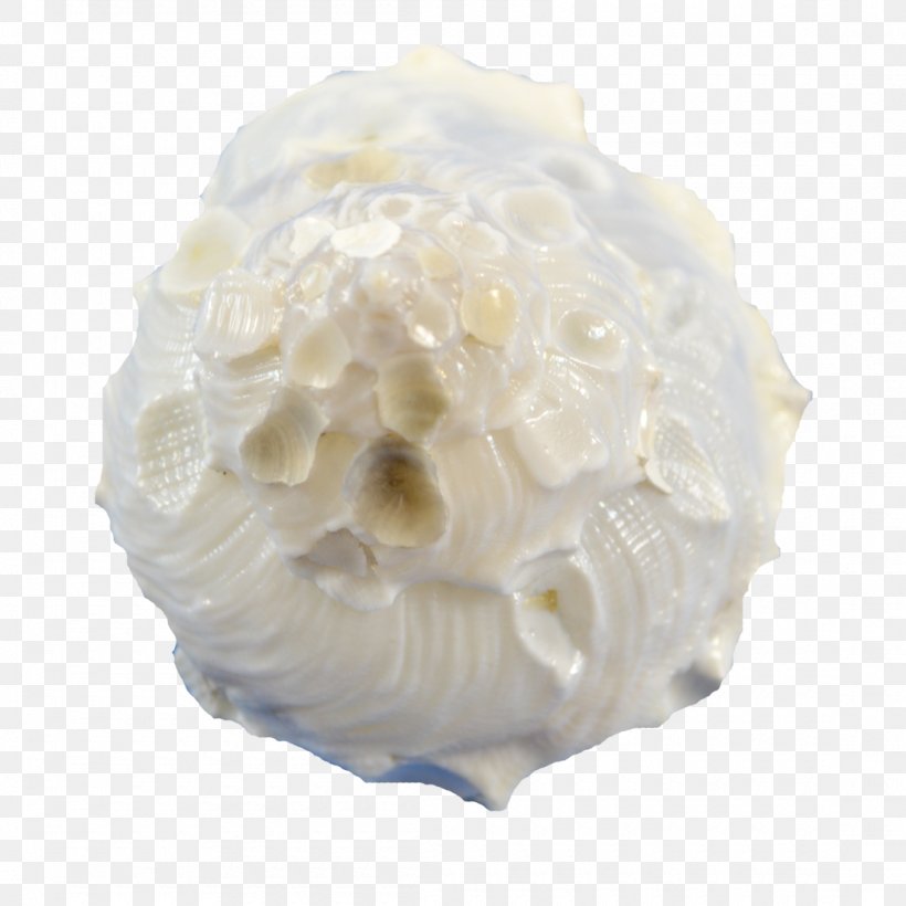 The Seashell Company Xenophoridae Table Gift, PNG, 1100x1100px, Seashell, Buttercream, Craft, Cream, Dairy Product Download Free
