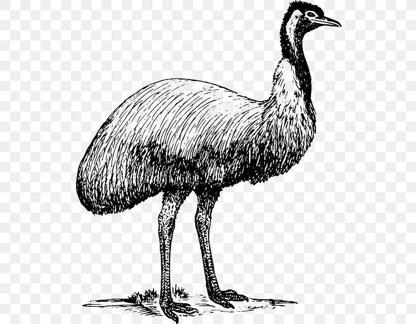 Common Ostrich Bird Emu Clip Art, PNG, 527x640px, Common Ostrich, Beak, Bird, Black And White, Crane Download Free