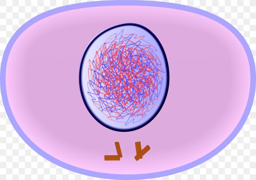 Interphase Cell Cycle Mitosis Cell Division, PNG, 1125x794px, Interphase, Anaphase, Blue, Cell, Cell Cycle Download Free