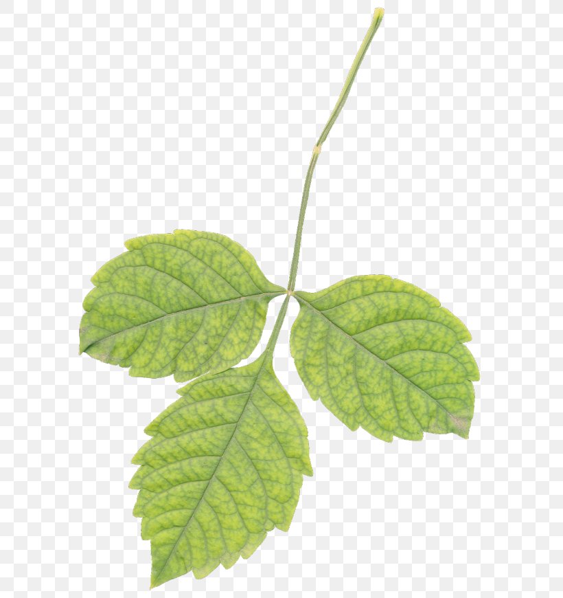 Leaf Herbalism Plant Stem, PNG, 607x870px, Leaf, Herb, Herbalism, Plant, Plant Stem Download Free