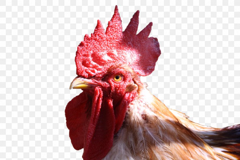 Rooster Chicken, PNG, 1095x730px, Chicken, Alpha Compositing, Beak, Bird, Cattle Download Free