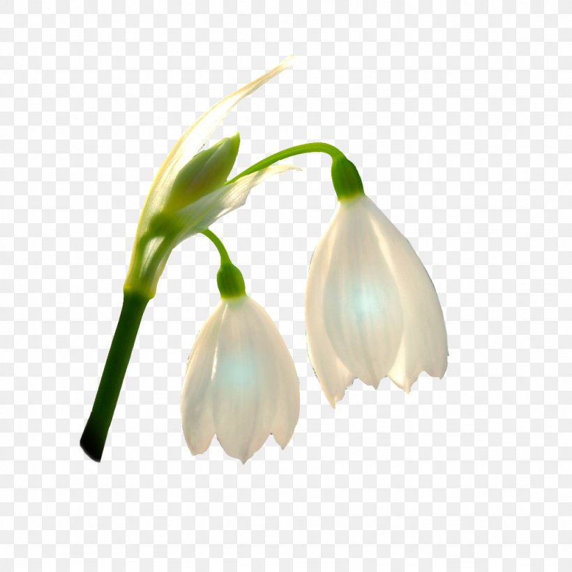 Artificial Flower Naver Blog Plant Stem Bud, PNG, 1024x1024px, Flower, Artificial Flower, Blog, Bud, Galanthus Download Free