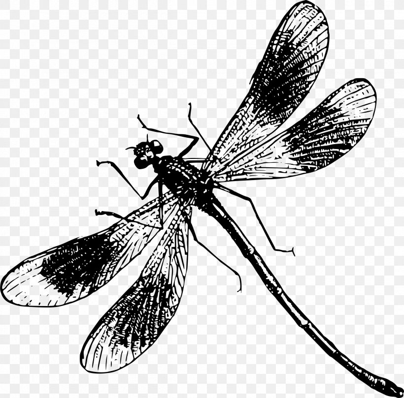 Dragonfly Insect Clip Art, PNG, 2400x2369px, Dragonfly, Arthropod, Black And White, Drawing, Fly Download Free