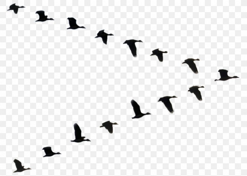 Duck Bird Flight Goose Flock, PNG, 1024x727px, Duck, Animal Migration, Beak, Bird, Bird Migration Download Free