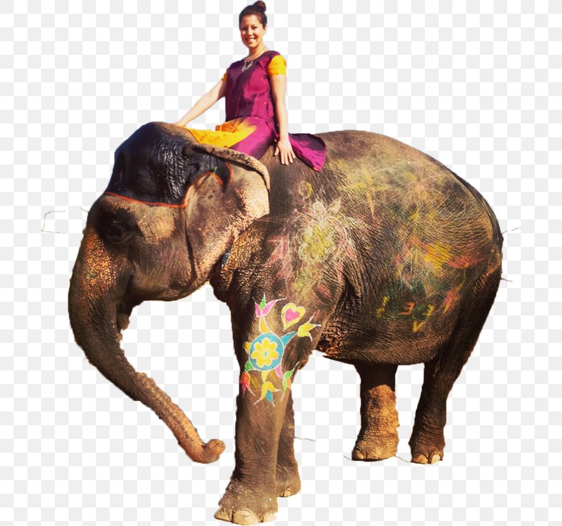 Indian Elephant Palace On Wheels Luxury Train African Elephant Maharashtra, PNG, 700x767px, Indian Elephant, African Elephant, Animal, Book, Elephant Download Free