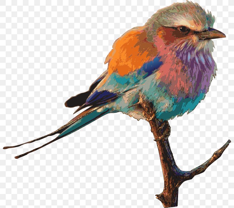Lovebird Parrot Homing Pigeon Sparrow, PNG, 800x729px, Bird, Beak, Bluebird, Coraciiformes, Cuteness Download Free