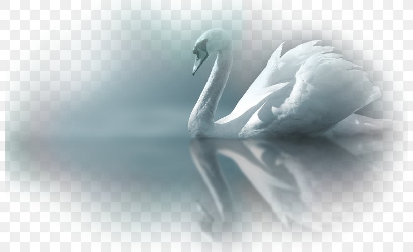 Painting Desktop Wallpaper Cygnini Canvas Cotton Duck, PNG, 800x500px, Painting, Art, Beak, Bird, Black And White Download Free