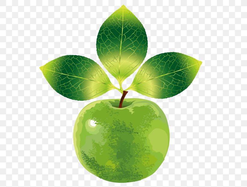 Apple Juice, PNG, 620x622px, Apple Juice, Apple, Apples, Fruit, Green Download Free