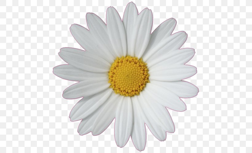 Common Daisy Daisy Chain Daisy Family, PNG, 500x500px, Common Daisy, Aster, Chrysanths, Daisy, Daisy Chain Download Free