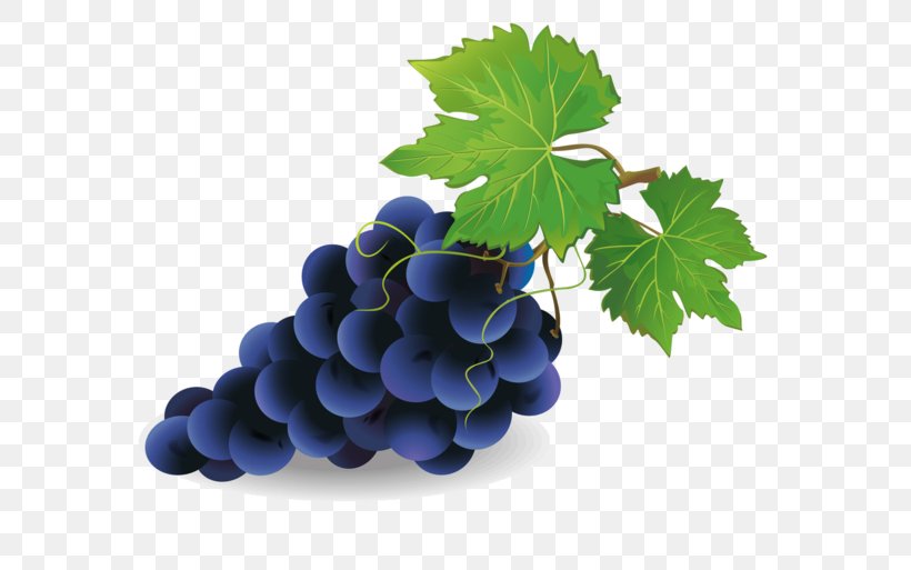Common Grape Vine Vector Graphics Clip Art Royalty-free, PNG, 600x513px, Common Grape Vine, Berry, Currant, Drawing, Flower Download Free
