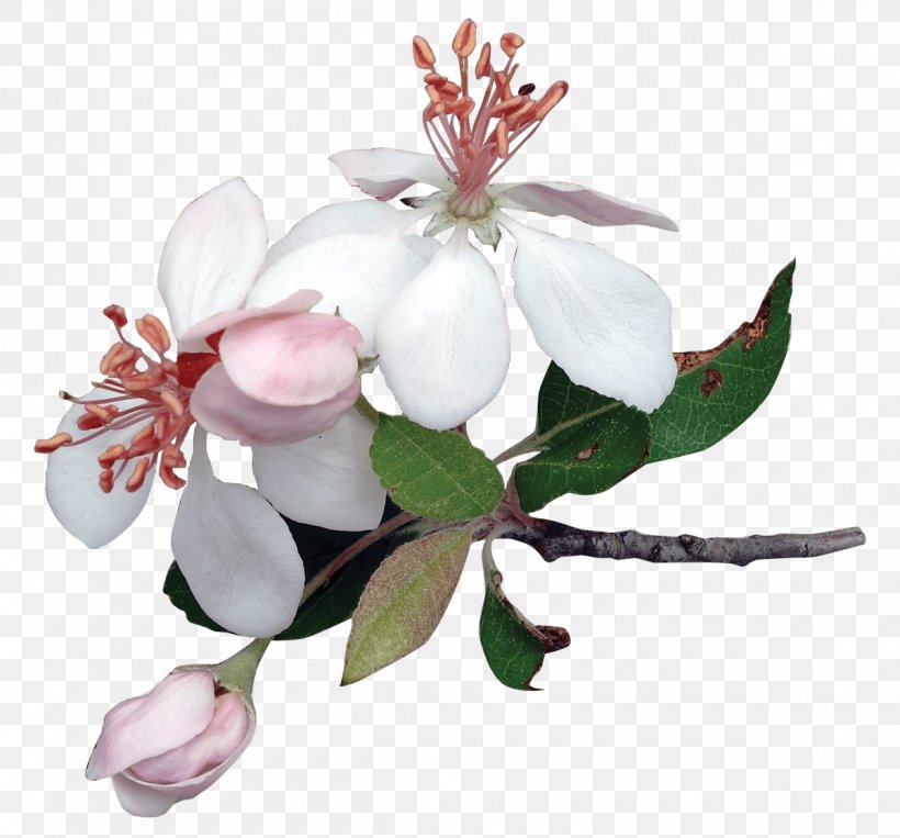 Cut Flowers Apple Clip Art, PNG, 1200x1117px, Flower, Apple, Blossom, Branch, Cut Flowers Download Free
