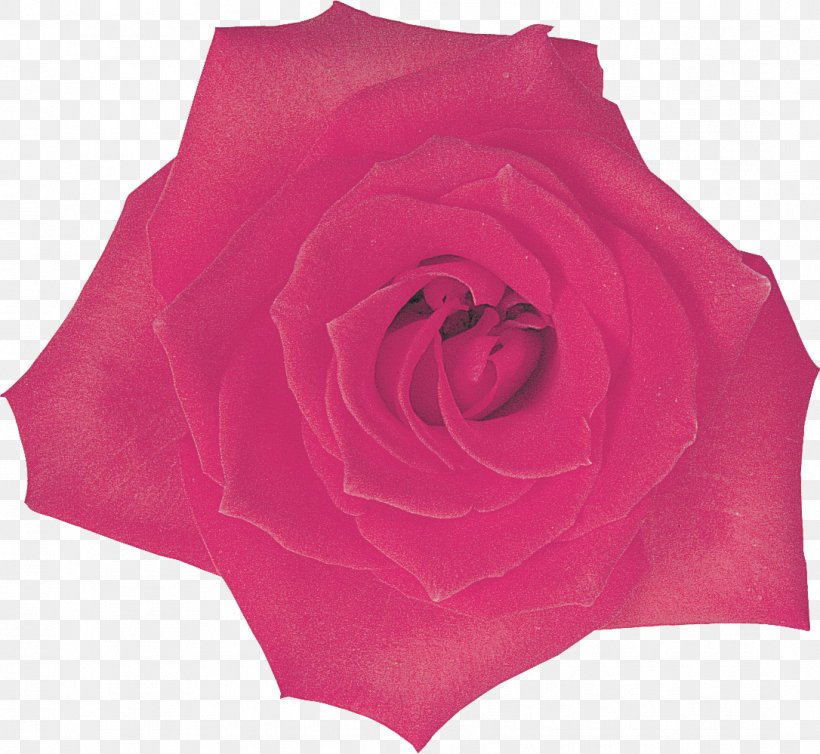 Garden Roses Centifolia Roses Cut Flowers Rosaceae, PNG, 1086x999px, Garden Roses, Centifolia Roses, Cut Flowers, Family, Flower Download Free