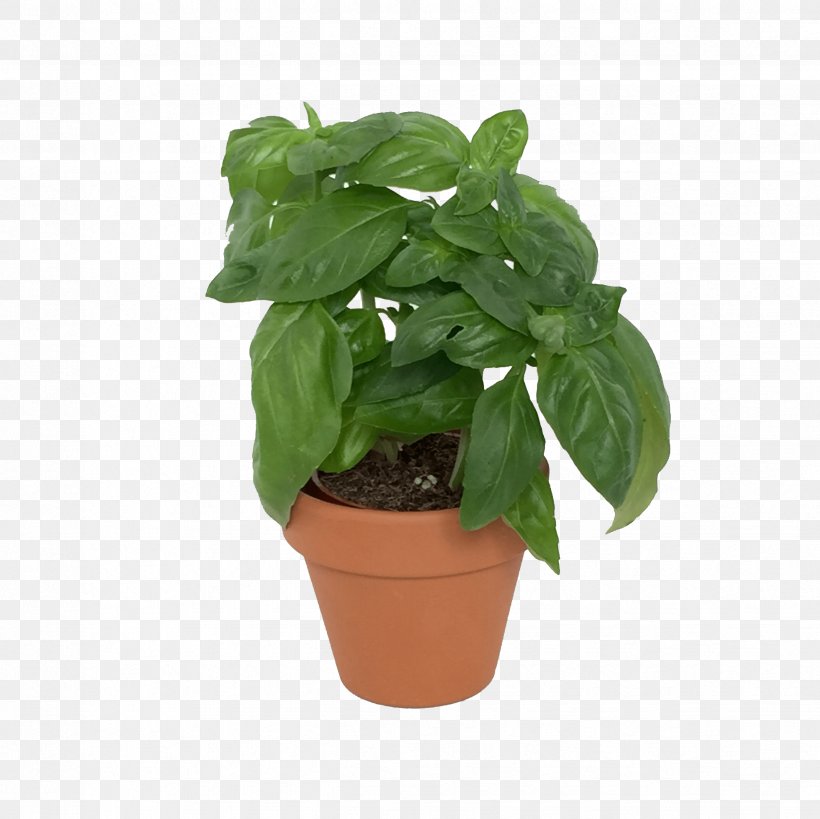 MINI Cooper Basil Plant Herb, PNG, 2448x2448px, Mini Cooper, Basil, Flowerpot, Herb, Houseplant Download Free
