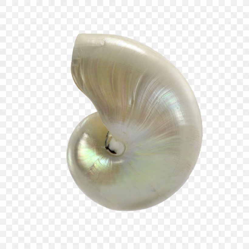 Nautilidae Seashell Pearl Material, PNG, 1100x1100px, Nautilidae, Material, Nautilida, Pearl, Seashell Download Free