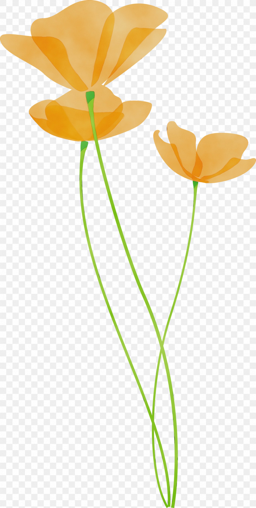 Orange, PNG, 1513x2999px, Poppy Flower, Cut Flowers, Flower, Orange, Paint Download Free
