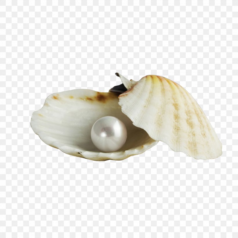 Pearl Seashell Earring Gemstone Jewellery, PNG, 3000x3000px, Pearl, Clam, Clams Oysters Mussels And Scallops, Cockle, Conch Download Free