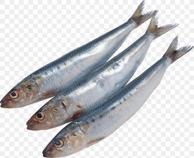 Sardine Pacific Saury Fish Kipper Soused Herring, PNG, 1322x1080px, Sardine, Anchovies As Food, Anchovy, Anchovy Food, Animal Source Foods Download Free
