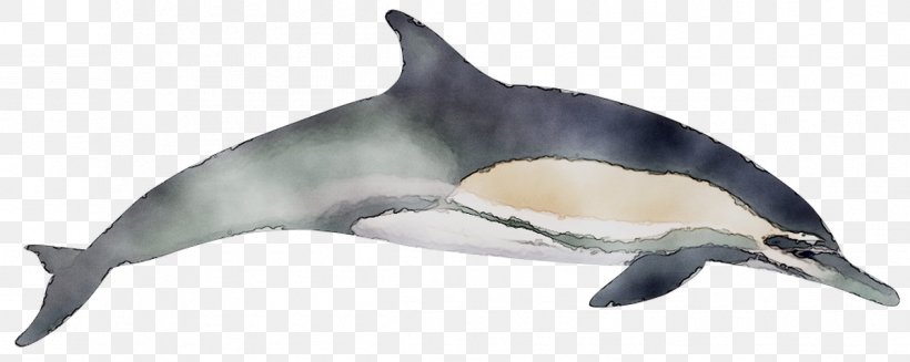 Short-beaked Common Dolphin Common Bottlenose Dolphin White-beaked Dolphin Rough-toothed Dolphin Tucuxi, PNG, 1198x478px, Shortbeaked Common Dolphin, Animal, Beaked Whale, Blue Whale, Bottlenose Dolphin Download Free