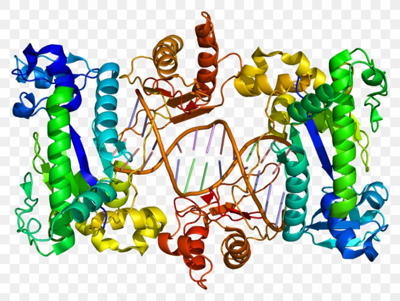 AOC3 DNA Polymerase Gene Enzyme Amine Oxidase (copper-containing), PNG, 891x670px, Watercolor, Cartoon, Flower, Frame, Heart Download Free