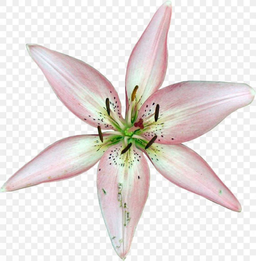 Cut Flowers Liliaceae Plant Lilium, PNG, 1174x1200px, Flower, Cut Flowers, Family, Flowering Plant, Liliaceae Download Free