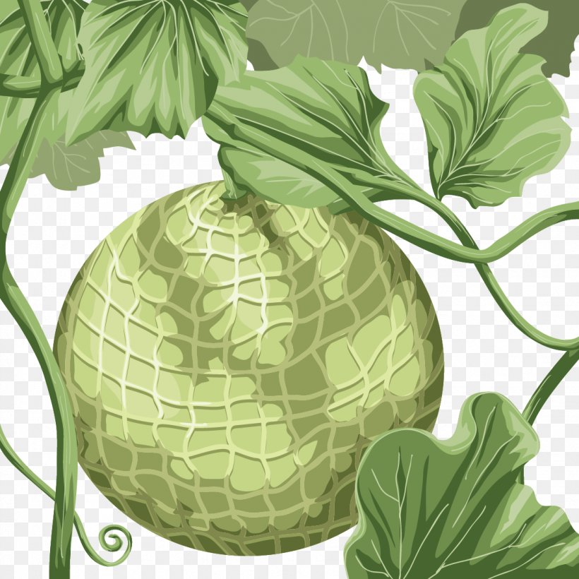 Hami Melon Honeydew Cantaloupe, PNG, 1132x1132px, Hami Melon, Cabbage, Cantaloupe, Food, Fruit Download Free