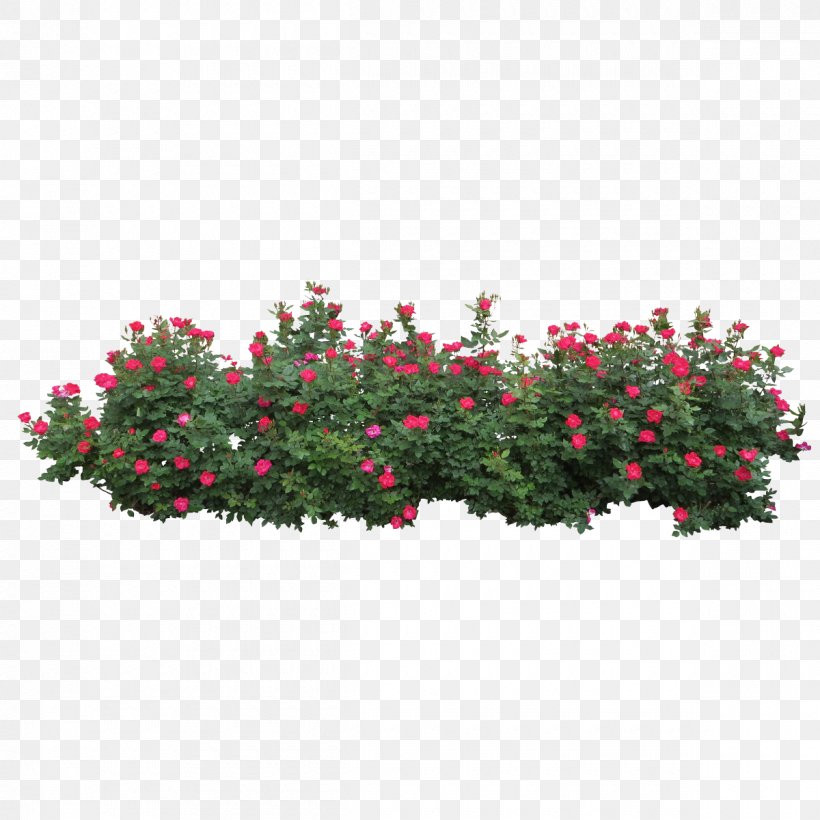 Rose Shrub Clip Art, PNG, 1200x1200px, Rose, Annual Plant, Document, Flora, Flower Download Free