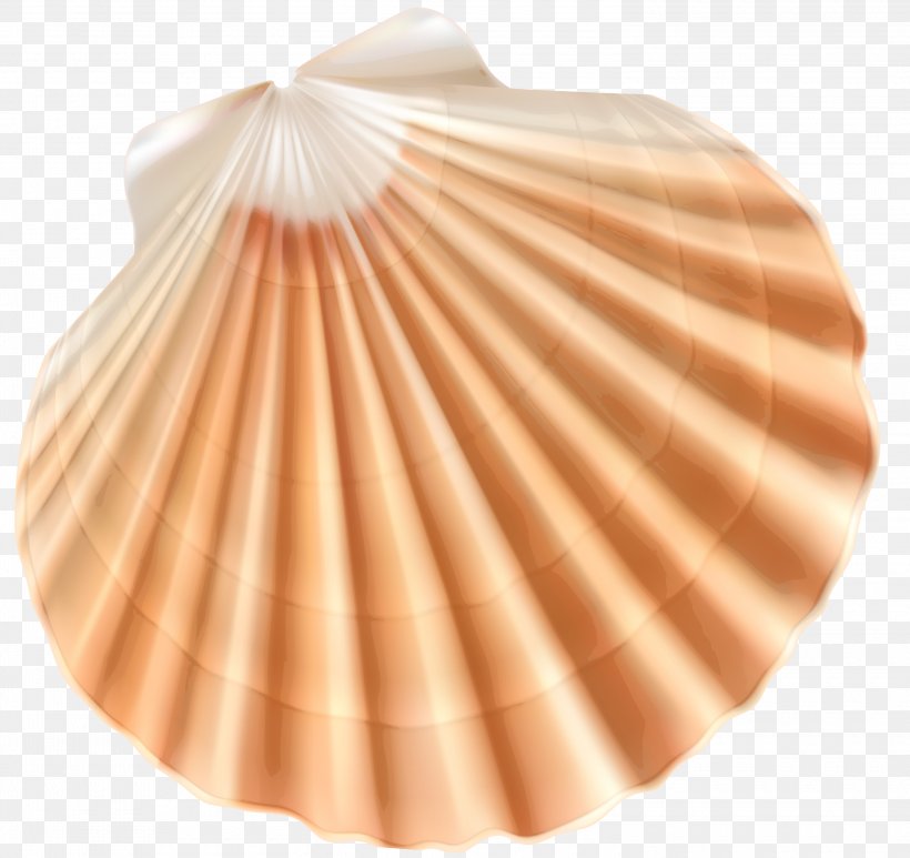 Seashell Clam Clip Art, PNG, 3000x2829px, Clam, Cockle, Color, Conch, Gastropod Shell Download Free