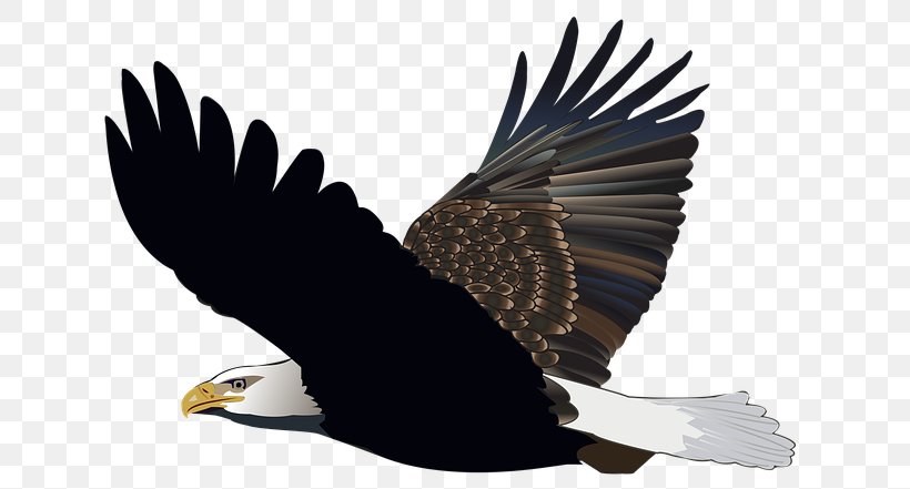 Bald Eagle T-shirt White-tailed Eagle Golden Eagle, PNG, 640x441px, Bald Eagle, Accipitriformes, African Fish Eagle, Airplane, Beak Download Free
