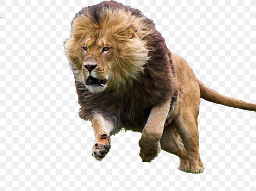 Big Cat Felidae Asiatic Lion Black Panther, PNG, 1024x765px, Cat, African Lion, Animal, Asiatic Lion, Big Cat Download Free