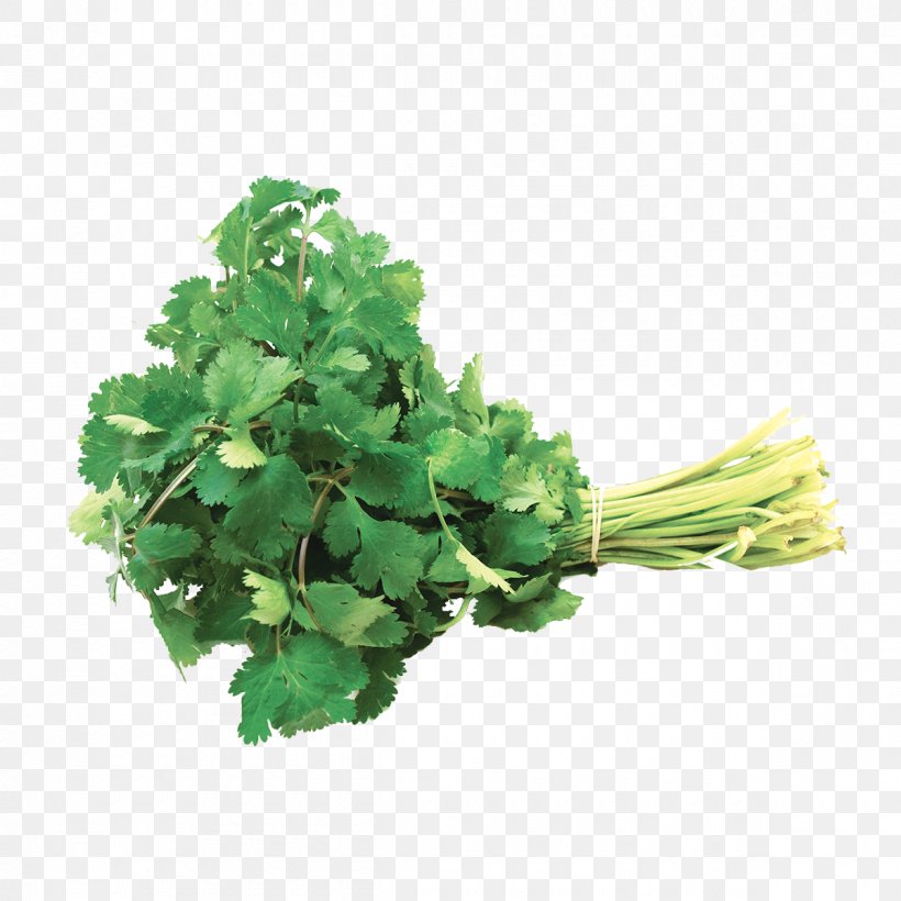 Coriander Parsley Leaf Vegetable Herb, PNG, 1200x1200px, Coriander, Basil, Fines Herbes, Herb, Leaf Download Free