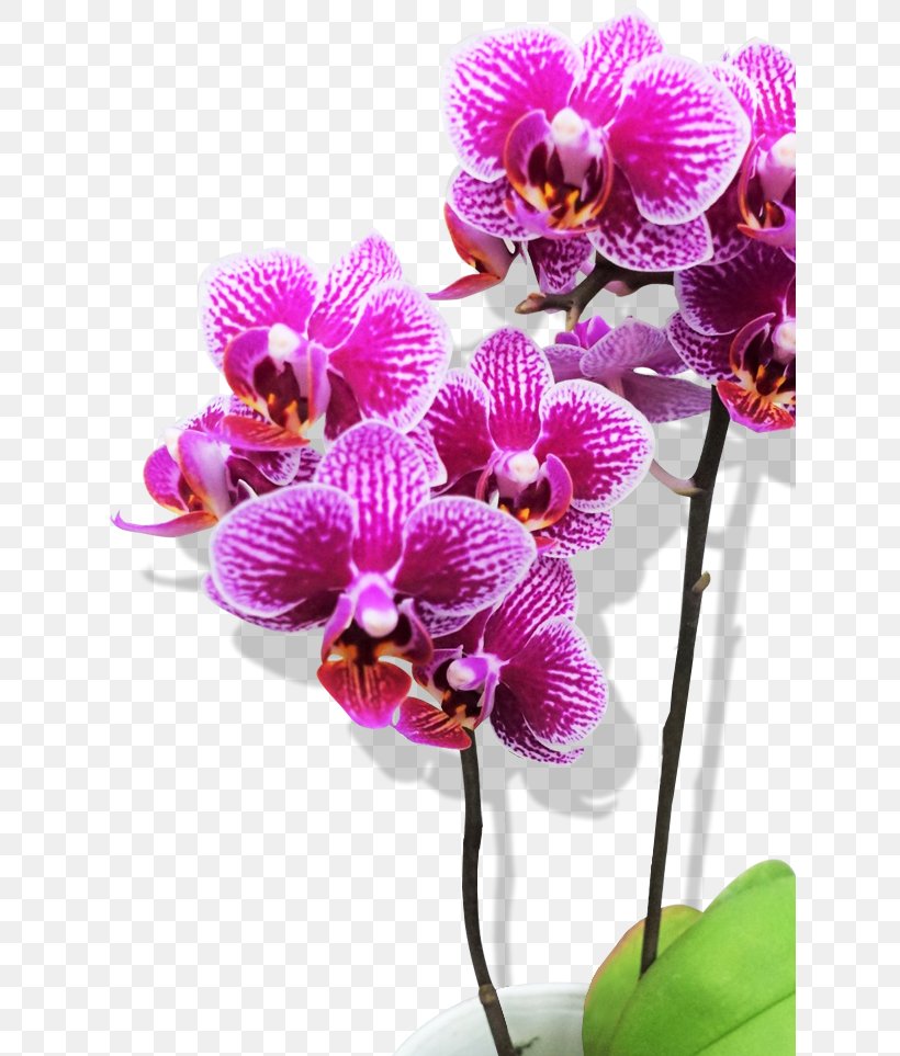 Moth Orchids Cattleya Orchids Dendrobium Plant, PNG, 630x963px, Moth Orchids, Business, Cattleya, Cattleya Orchids, Dendrobium Download Free