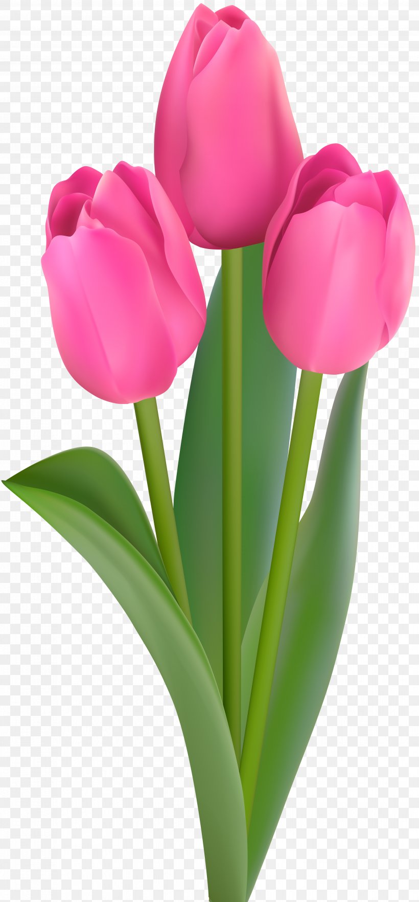 Tulip Clip Art, PNG, 3718x8000px, Tulip, Cut Flowers, Flower, Flower Bouquet, Flowering Plant Download Free