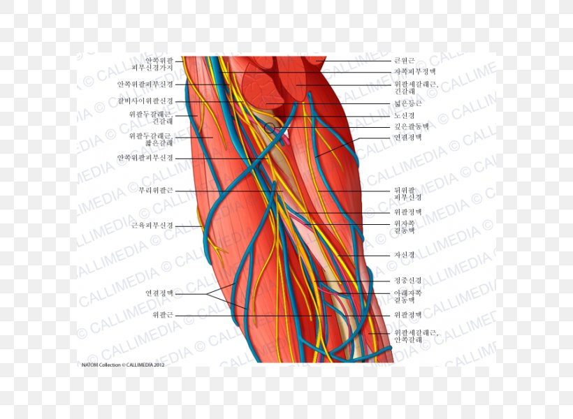 Ulnar Nerve Brachial Artery Augšdelms Vein, PNG, 600x600px, Watercolor, Cartoon, Flower, Frame, Heart Download Free