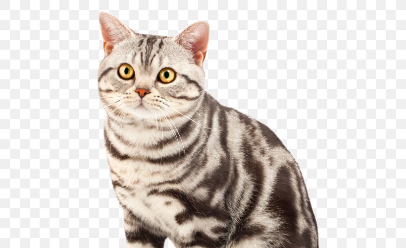American Shorthair British Shorthair Persian Cat Cat Breed, PNG, 500x500px, American Shorthair, American Wirehair, Asian, Australian Mist, Bengal Download Free