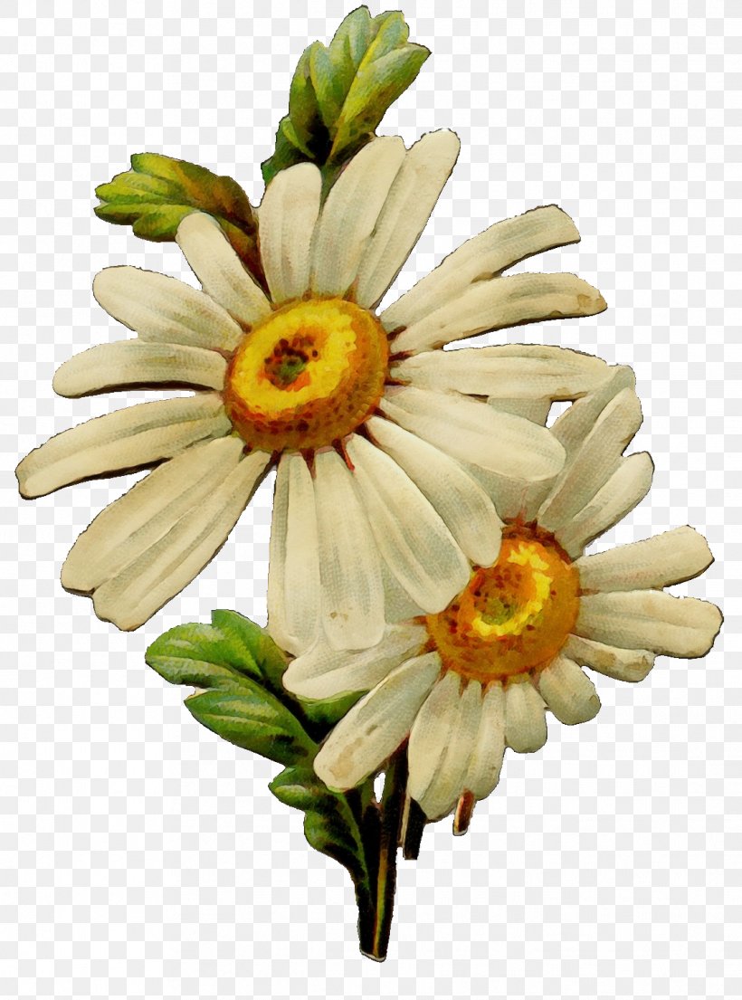 Daisy, PNG, 1113x1500px, Watercolor, Barberton Daisy, Chamomile, Cut Flowers, Daisy Download Free