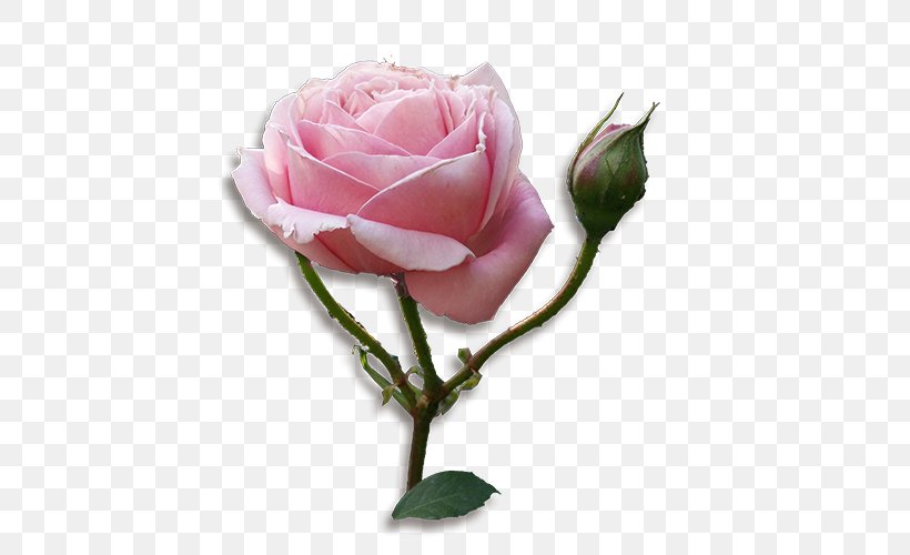 Garden Roses Cabbage Rose Floribunda Cut Flowers Floristry, PNG, 500x500px, Garden Roses, Bud, Cabbage Rose, Cut Flowers, Floribunda Download Free