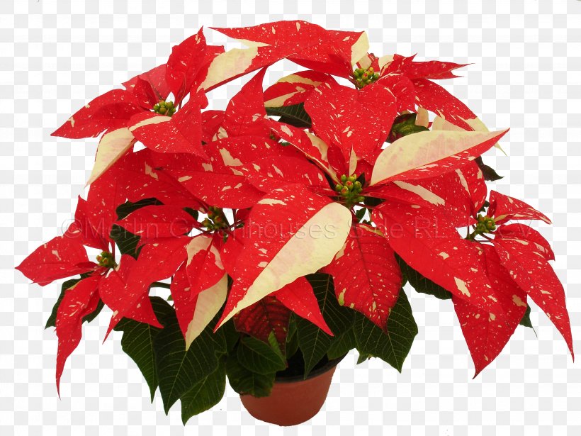 Poinsettia Red Spurges Flower Green, PNG, 3072x2304px, Poinsettia, Annual Plant, Blue, Color, Cut Flowers Download Free