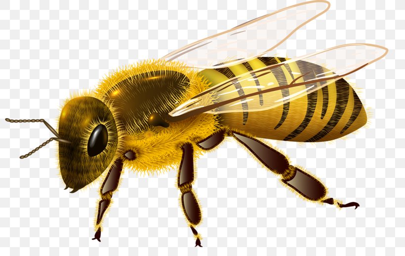 Western Honey Bee Insect Royalty-free, PNG, 800x518px, Bee, Arthropod, Beehive, Drawing, Fly Download Free