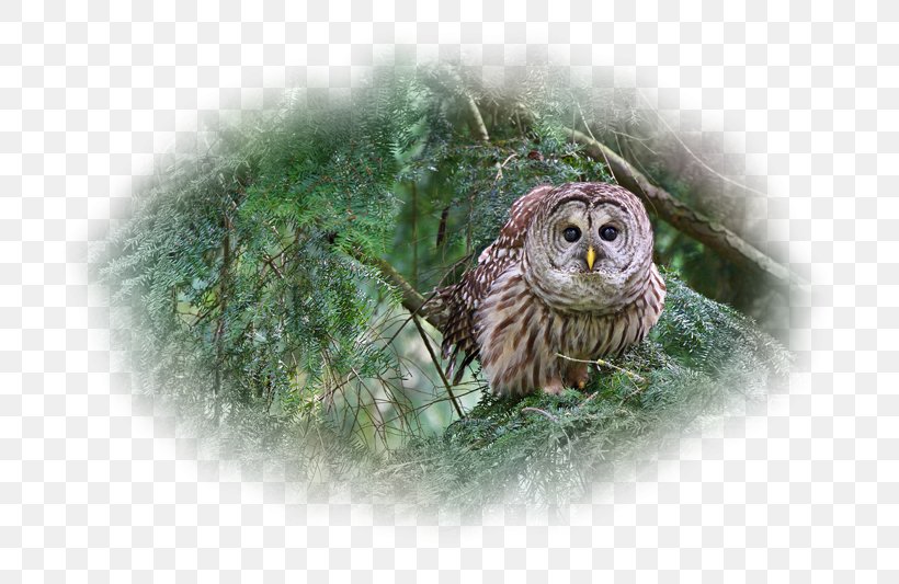 Barred Owl Bird Beak Desktop Wallpaper, PNG, 800x533px, Owl, Animal, Barred Owl, Beak, Bird Download Free