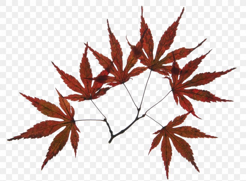 Maple Leaf Branch, PNG, 1842x1356px, Maple Leaf, Autumn, Autumn Leaf Color, Branch, Brown Download Free